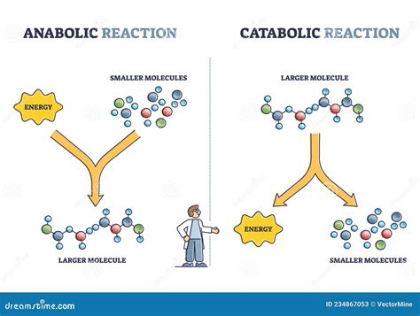 Anabolic Vs Catabolic Reaction Comparison in Metabolism Outline Diagram Stock Vector ...