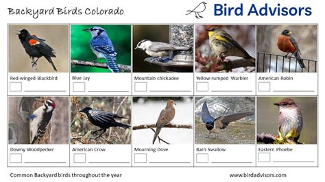 Colorado - Bird Advisors