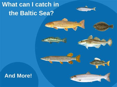 Baltic Sea Fishing: A Complete Angler’s Guide