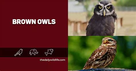 Incredible Brown Owls - 22 Species With Photos - The Daily Wildlife