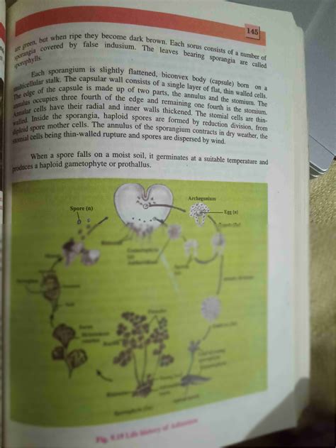 SOLUTION: Biology notes life cycle of adiantum maiden hairfern with ...