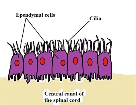 What is the Function and Location of Glial Cells?, Vs Neurons | Glial cells, Cell, Neurons