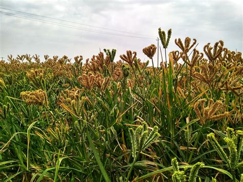 Finger millet field - PixaHive