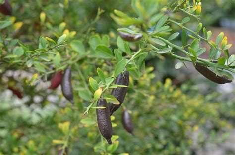 Australian Native Citrus – Finger Limes | Suburban Tomato