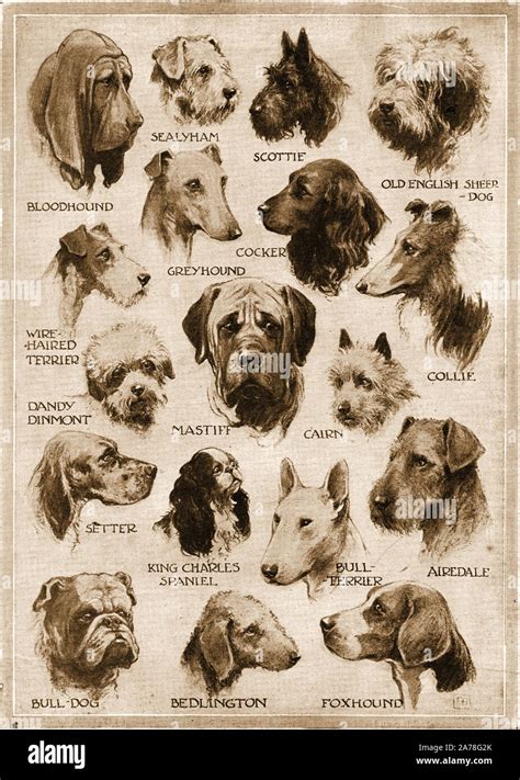 Vintage poster dog breeds varieties dogs hi-res stock photography and ...