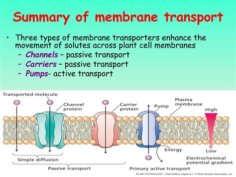 PPT - Lipids, Biological Membranes, and Membrane Transport Chapters 9 and 10 PowerPoint ...