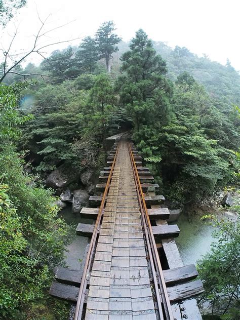 A day tour with a YES! guide to Japan`s oldest tree - Jomon Sugi