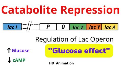 Catabolite Repression | cAMP, CAP, Glucose and Lac Operon. - YouTube