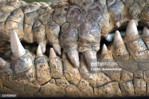 Alligator Teeth Photos and Premium High Res Pictures - Getty Images