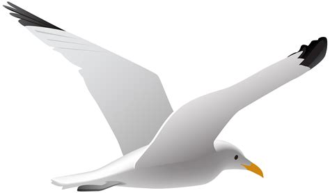 Seagull PNG Clip Art Image | Gallery Yopriceville - High-Quality Free Images and Transparent PNG ...