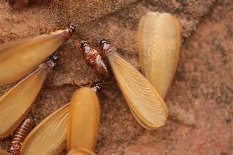 Do Flying Termites Mean A Termite Infestation? - GC Pest Control