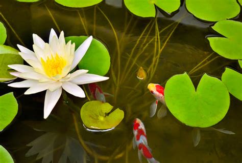 Best Pond Plants for Shady Areas