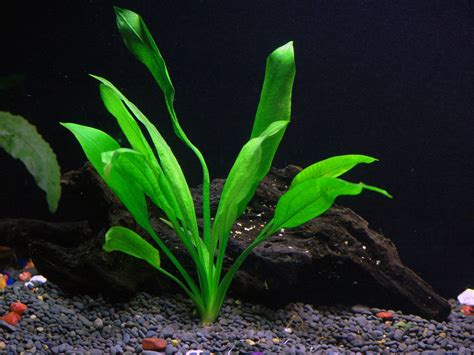 25+ Stems / 6 Species Live Aquarium Plants Package - Anacharis, Amazon ...