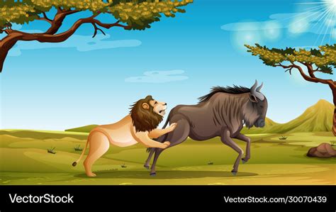 Scene with lion hunting buffalo in field Vector Image