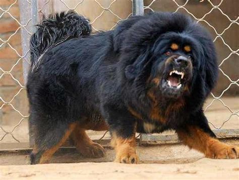 Scary Dog Breeds | Unnerving Images for Your All