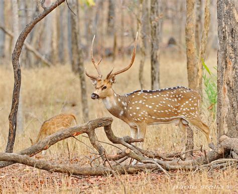 chital - spotted deer | JuzaPhoto