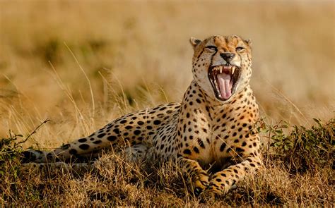 Images Cheetahs Canine tooth fangs Roar Animals