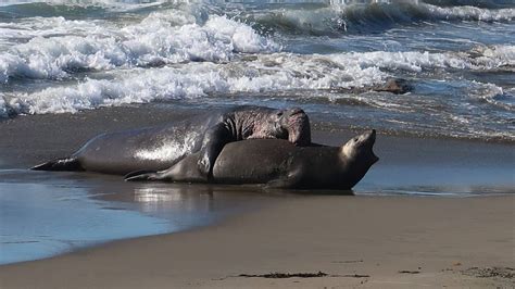 CA elephant seals mate at San Simeon beach | San Luis Obispo Tribune