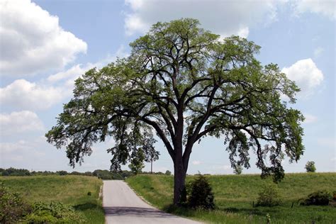 Dutch Elm Disease and American Elm Trees