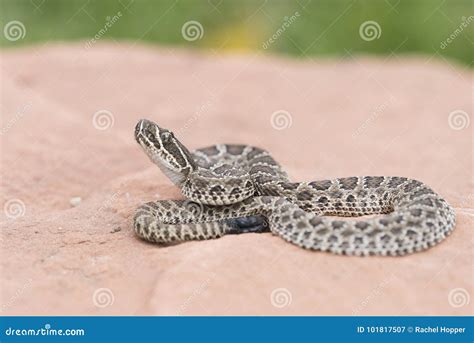 Macro of Wild Baby Prairie Rattlesnake Crotalus Viridis Stock Image - Image of nature, great ...