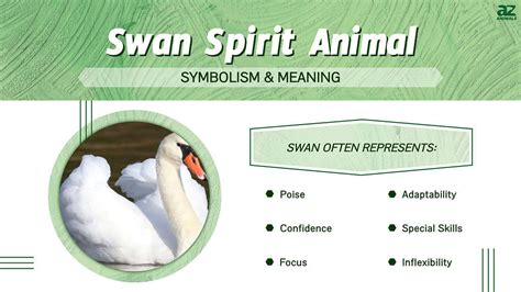 Swan Spirit Animal Symbolism & Meaning - A-Z Animals