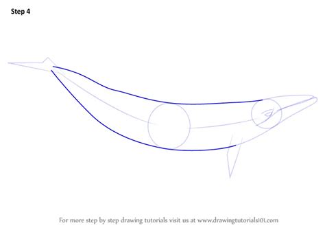 Learn How to Draw a Minke Whale (Marine Mammals) Step by Step : Drawing ...