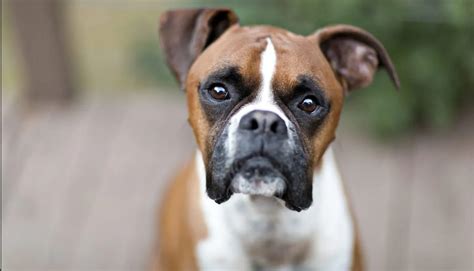 Boxer Dog Breed Facts Information The Dog People By, 52% OFF