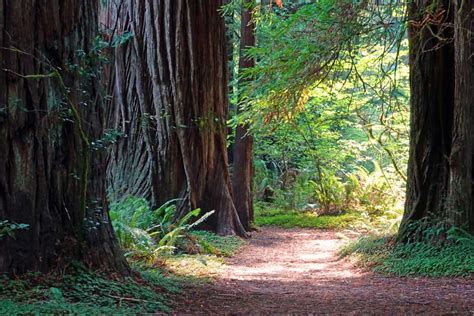 Redwood National and State Parks: Key Facts and Statistics - Northern California Hiking Trails