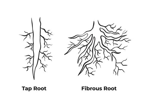 Download Tap root and fibrous root monochrome black and white outlined ...