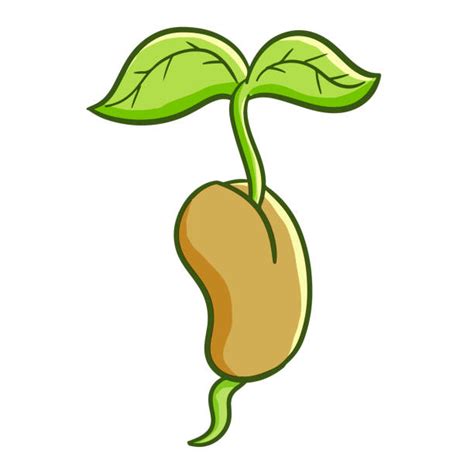 bean sprout clipart 20 free Cliparts | Download images on Clipground 2024