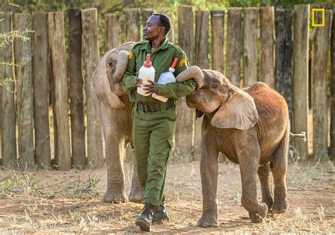 Heartwarming story and photos of a baby elephant sanctuary in Kenya ...