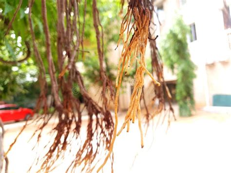 Roots of banyan tree stock image. Image of roots, banyan - 124809119