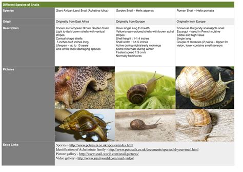 Garden Snail Lifespan | Fasci Garden