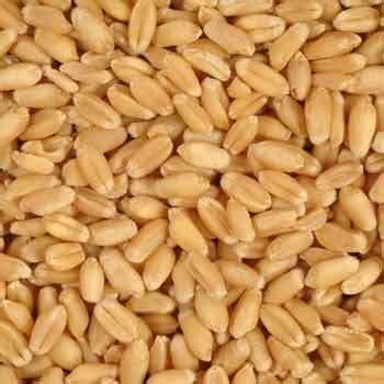 Wheat Seeds by Vertex Multi Products Limited, wheat seeds, INR / ( Approx ) | ID - 995201