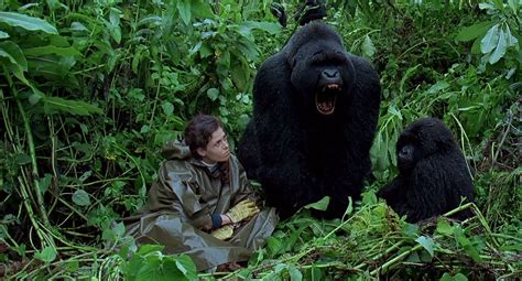 Gorillas in the Mist (1988)