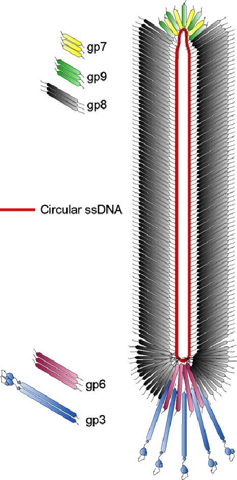 phage display technology - 인코덤, 생물정보 전문위키