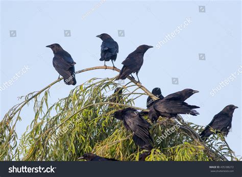 Murder Crows Stock Photo 435188272 | Shutterstock