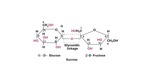 What is a glycosidic linkage?