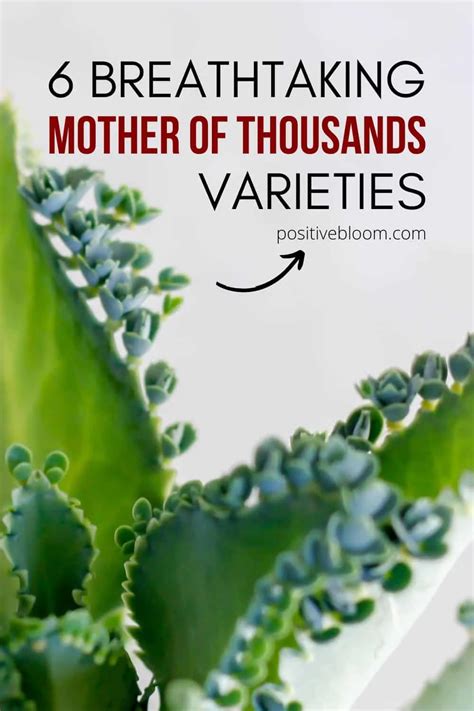 6 Breathtaking Mother Of Thousands Varieties