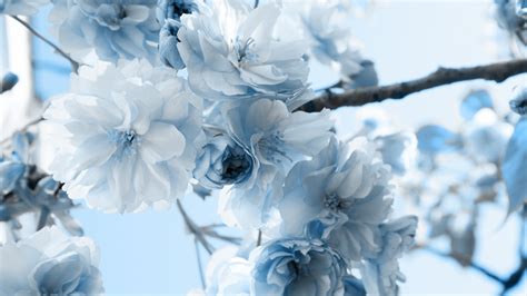 White Blue Flowers - Mystery Wallpaper