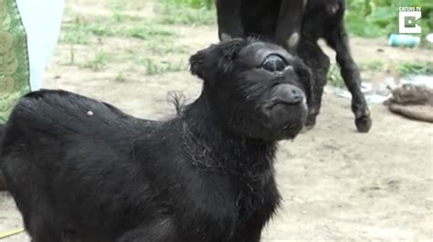 Cyclops Goat In India Gains Attraction : World : koreaportal