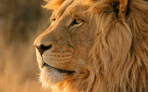 lion big cats apple inc os x Wallpapers HD / Desktop and Mobile Backgrounds