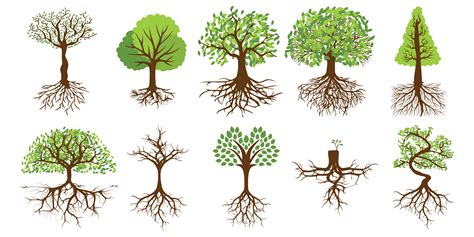 Trees with roots set 964054 Vector Art at Vecteezy