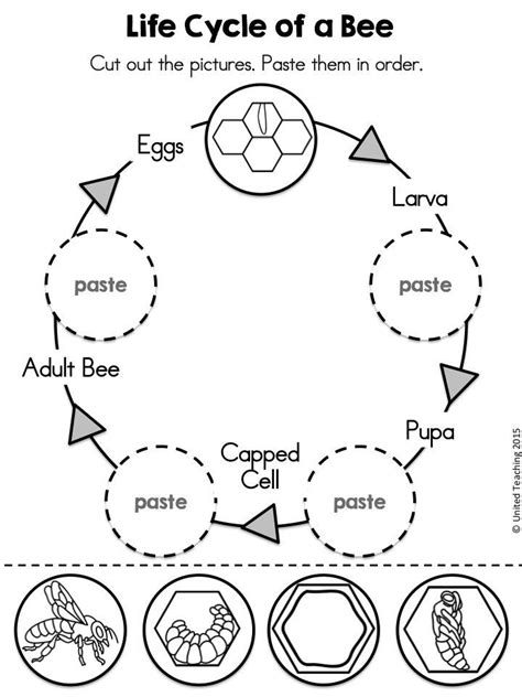 bee life cycle worksheet | Bee life cycle, Bee activities, Animal life ...