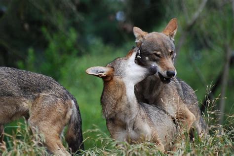 Red Wolf Pups! | Flickr - Photo Sharing!