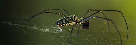 golden orb weaver | San Diego Zoo Wildlife Explorers