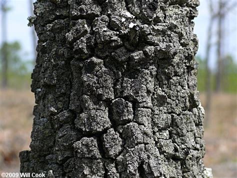 Turkey Oak (Quercus laevis)