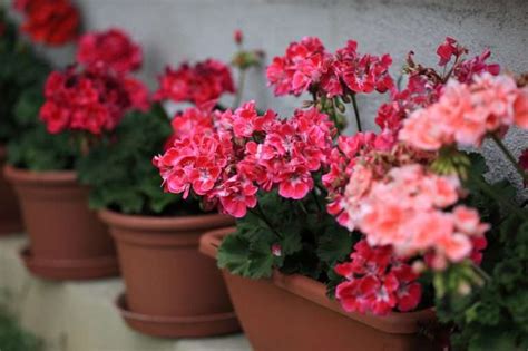 Geranium Flower Meaning (And Important Differences For 5 Color Variations Of The Flower ...