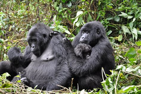 Rwanda Gorilla Groups - Gorilla Families in Volcanoes National Park