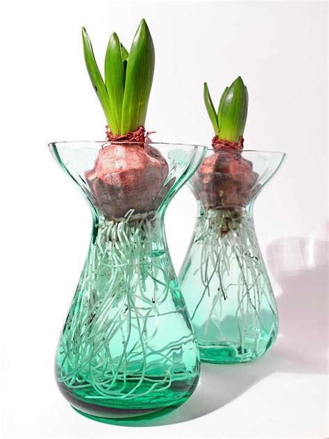 Forcing refers to tricking bulbs to bloom out of season indoors by providing them with favorable ...